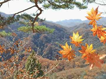 澳门最新旅游政策解读，无身份证能否畅游澳门？