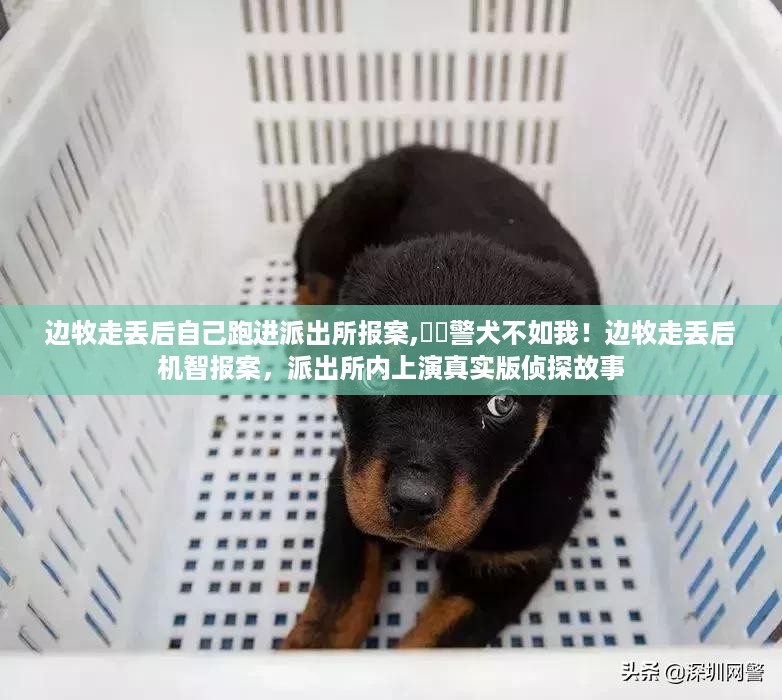 边牧走失后机智报案,派出所上演侦探故事,警犬不如我!