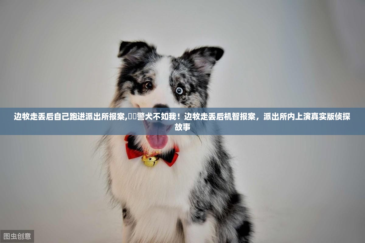 边牧走失后机智报案,派出所上演侦探故事,警犬不如我!