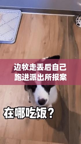 边牧走失后机智报案,派出所上演侦探故事,警犬不如我!