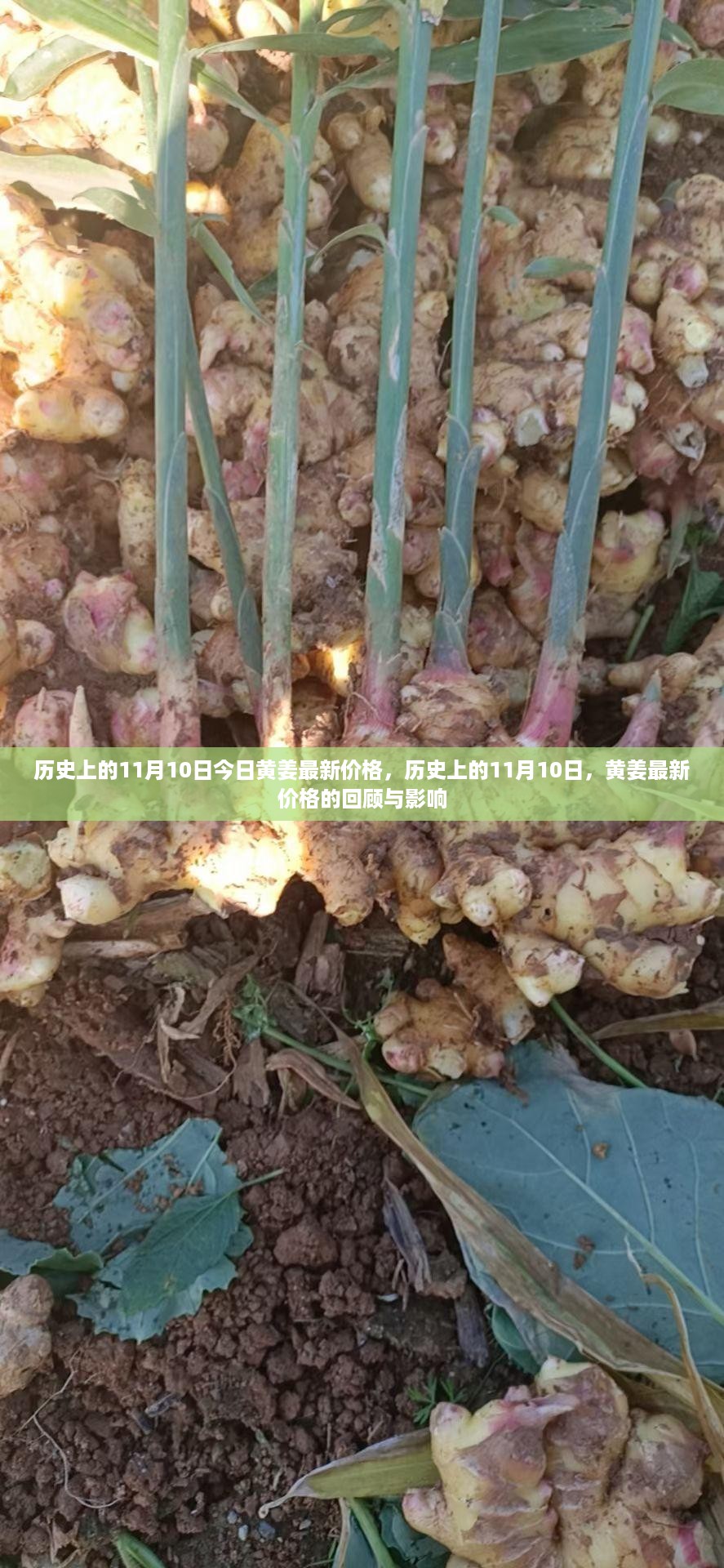 花开无言 第19页