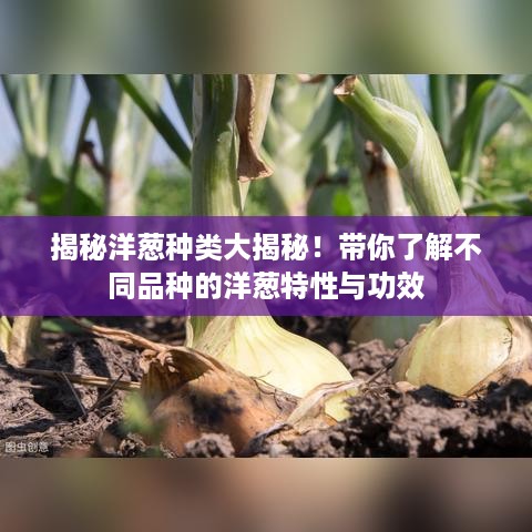 揭秘洋葱种类大揭秘！带你了解不同品种的洋葱特性与功效